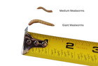 Live Medium Mealworms Organically Raised Free Shipping  Live Arrival Guarantee