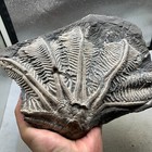 1480 Grams Of Fossils Of Crinoid From The Guanling Biota In Guizhou
