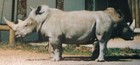 Vtg Novelty Rhinoceros Color Photo 2 Heads Trick Pic 4x6 Zoo Animal Safari Fun