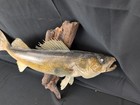 24    Walleye Taxidermy Fish Mounted On Log Slab