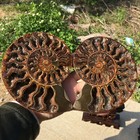 A Pair Of Natural Ammonite Fossil Conch Crystal Specimen Healing stand 2pc