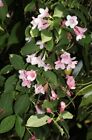 Old Fashioned Weigela - Florida Bush Shrub -flower Seeds -