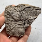78 Grams Of Fossils Of Crinoid From The Guanling Biota In Guizhou
