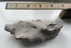 Fossil Crayfish Or Lobster  Pliocene pleistocene