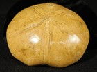 Big  Polished 150 Million Year Old  Sand Dollar Fossil Madagascar 192gr