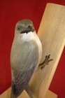 Hand Carved Bird On Wood Stand   Birdhug  Signed
