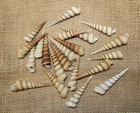 25-large Turitella Seashells beach Decor shell Crafts collectible foral Supply