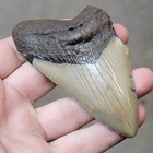 3 7 8  Authentic Prehistoric Megalodon  Fossil Shark Tooth Teeth Free Shipping 