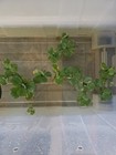 10 Water Lettuce Plants  Free Floating Aquarium pond Plants