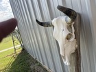 Steer Skull 17    Inch Wide Horns Bull Horn Mounted Cow Head