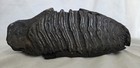 Genuine Woolly Mammoth Tooth Molar Fossil 6 5  Long