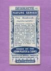 1908 John Player   Sons Nature Series Tobacco Card  48 The Roebuck
