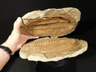 Giant  530 Million Year Old  Andalusiana Trilobite Fossil Anif Morocco 5171gr