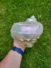 Large Mother Of Pearl Mop Turbo Marmoratus Turban Iridescent Gastropod Shell 