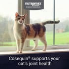 Nutramax Cosequin For Cats Joint Health Supplement  Contains Glucosamine For