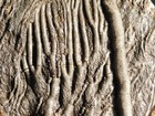 Larger  430 Million Year Old  Crinoid Fossil Or Sea Lily Fossil Morocco 470gr