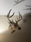 Whitetail Deer Mount Beautiful Tennessee 161    8 Point With Flyers  Read Descrip 