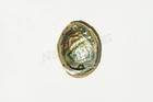 Green Abalone Sea Shell One Side Polished Natural Beach Craft 5 -6  2 Pcs  jc-17
