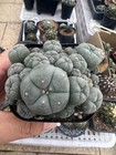 Lw Selfroot Multi Heads Cactus Plantbeautiful Garden D  cor Boutique 7-8cm
