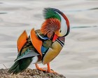 2 Regular Colored Exotic Mandarin Duck Hatching Egg Ships Now Fast  Rare Fertile