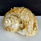 Antique Vintage Turbo Marmoratus Green Turban Carved Horses Sea Shell Sculpture