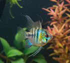 1 Trio - Cichlid Rams Short Body - Angel German Blue Balloon Ram - Rare Fish
