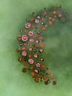 Vintage Mcm Enamel On Copper Plate Floral 6 