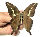 Graphium Codrus One Real Butterfly Green Jelly Bean Unmounted Wings Closed