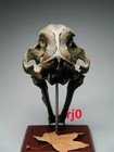 1 1 Smilodon Saber-tooth Tiger Skull Resin Fossil Replica Model Collection Prop