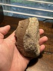 Large Partial Triceratops Dorsal Vertebra Lance Formation Wy Dinosaur Fossil