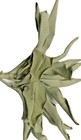 1 Lb Organic California White Sage Smudge Leaves   Clusters Salvia Apiana F ship