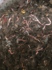 1 5 Lb  European Nightcrawlers For Fishing  Composting  Multiply Quickly 