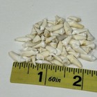 Lot Of 50 Assorted Small Coyote Teeth Real Cleaned Taxidermy Weird Odd Goth 3852