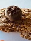 24 Dried Wood Pods Bowl Fillers 1 Inches