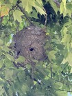 Large Bald Faced Natural Hornets Nest