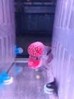 A   live Flowerhorn F3 Fish Male Super Red  Big Kok Head  Size 4 5  T1
