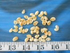   Nerite Shells   50    Glossy Golden-yellow  shellcraft  Sailor s Valentines  