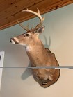 Whitetail Buck Deer Shoulder Mount Main Frame 10 Point