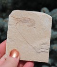Fossil Shrimp From Solnhofen Germany  Jurassic 8 5 Cm s