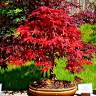 10 Red Japanese Maple Tree Seeds Palmatum Atropurpureum Cold Hardy Bonsai Plant