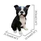 Boston Terrier Chic Black Puppy Dog - Life Like Figurine Statue Home Garden
