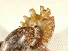 Larger  Polished Aaa Chambered Ammonite Fossil With Stand Madagascar 219gr