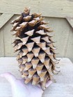 Giant Coulter Pine Cone California Widow Maker 11 5  Natural Hooked Tips