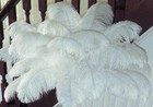 New Wholesale 10 Pcs Natural Ostrich Feathers For Wedding Prom Centerpiece 