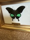 Real Framed Butterfly Black Green - Southeast Asia Gold Frame 7x8 5   