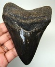 Megalodon Shark Tooth - 4 16  - Real Fossil Shark Teeth - No Restorations