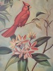Vintage Rf Harnett Cardinal Birds Lithograph Wall Art Print Kaplan Co 36  X 12 