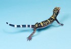 Kaiyodo Animatales Animal In Japan Choco Q Spotted Ground Gecko Original Tail