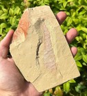 Rare Guangweicaris Arthropod Fossil Fuxianhuiid China Cambrian Guanshan Biota