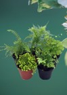 Hirt   s Terrarium Kit     Includes 5 Live Terrarium Plants   5 Mini Ferns